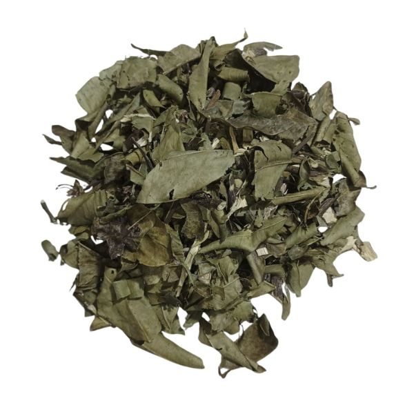 FOLHA DE LARANJA CH� - FOLHA DE LARANJEIRA - (CITRUS AURANTIUM)